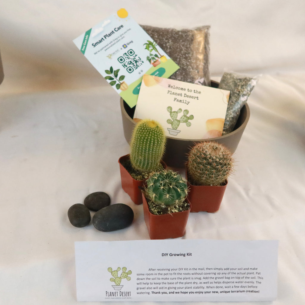 3 Cacti Taupe DIY Kit