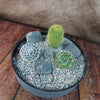 3 Cacti Concrete Capri DIY Kit
