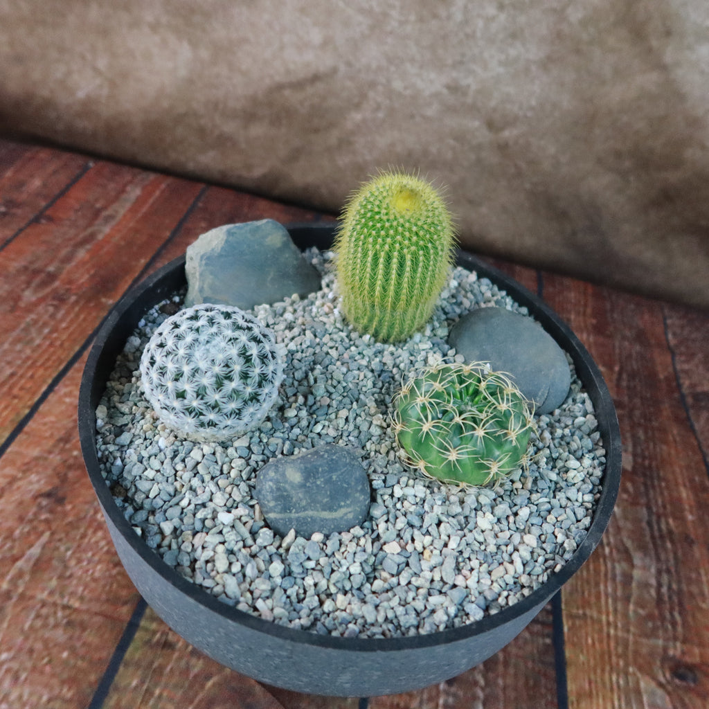 3 Cacti Concrete Capri DIY Kit