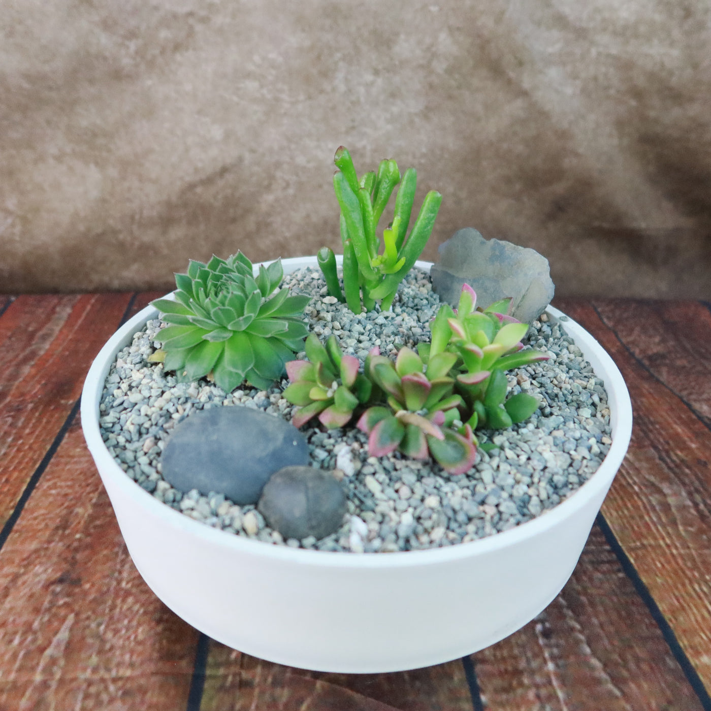 3 Succulent Capri White DIY Kit