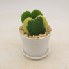 Hoya Heart Plant ‘Hoya kerrii’ Lovers Day Valentines Gift – Single & Double Hearts