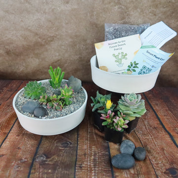 succulent potting kit 3 Succulent Capri White DIY Kit