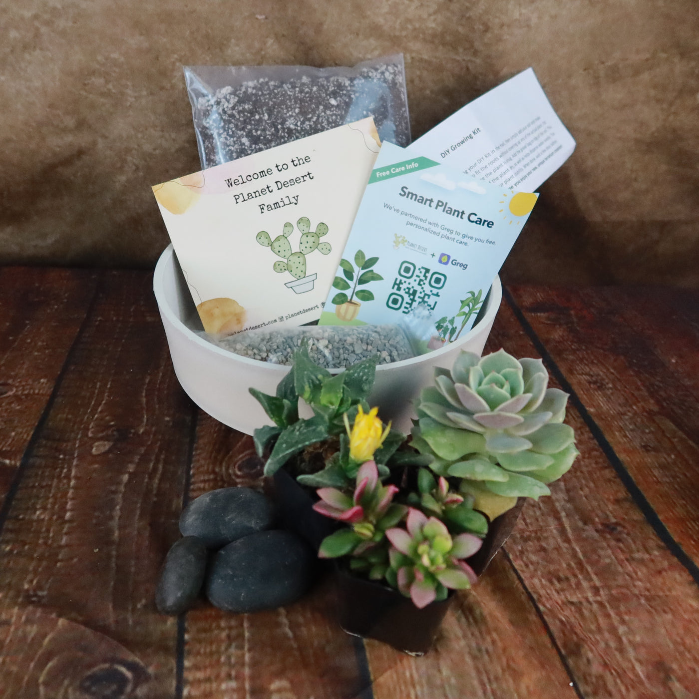 3 Succulent Capri White DIY Kit