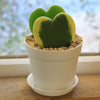 Hoya Heart Plant ‘Hoya kerrii’ Lovers Day Valentines Gift – Single & Double Hearts