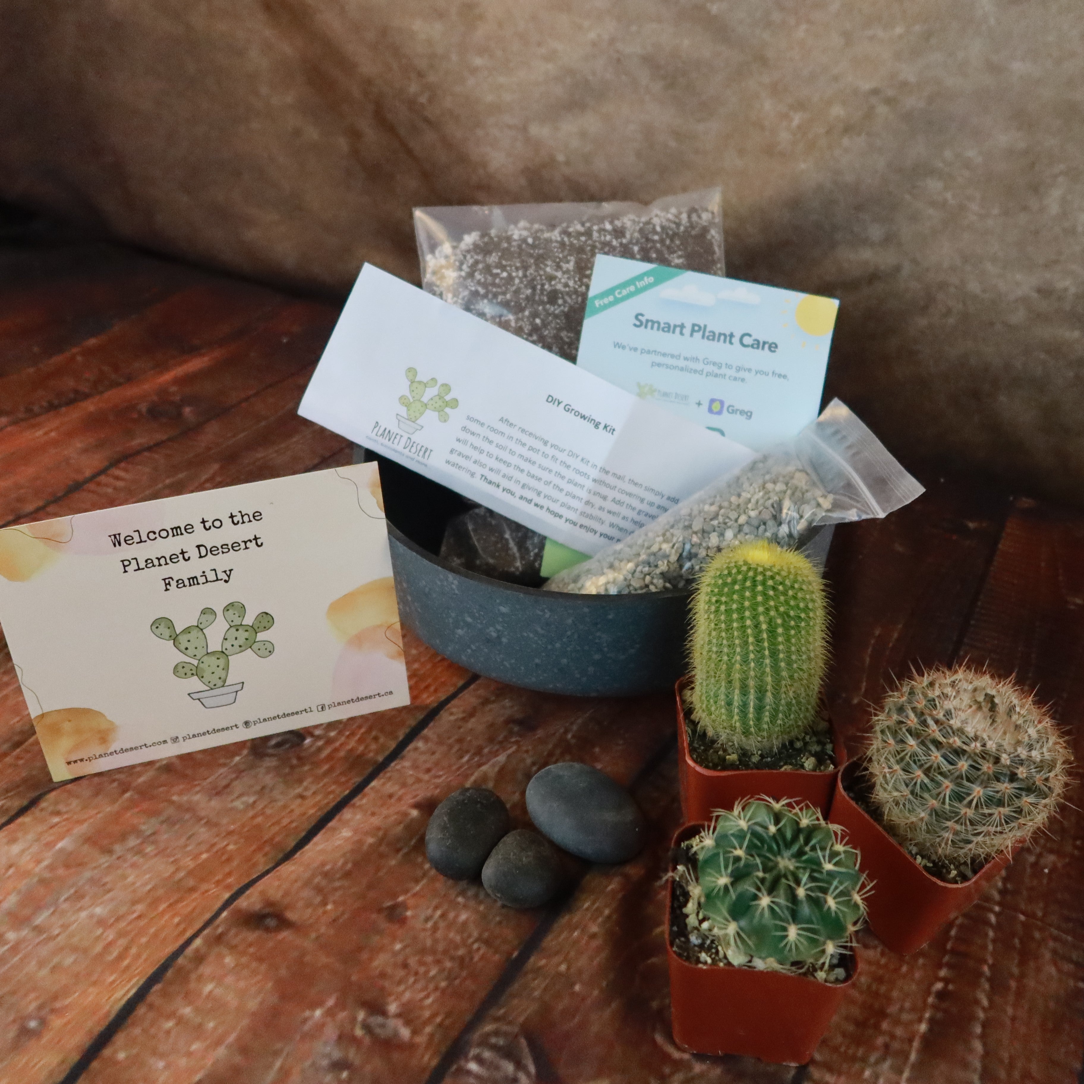 3 Cacti Concrete Capri DIY Kit