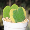 Hoya Heart Plant ‘Hoya kerrii’ Lovers Day Valentines Gift – Single & Double Hearts