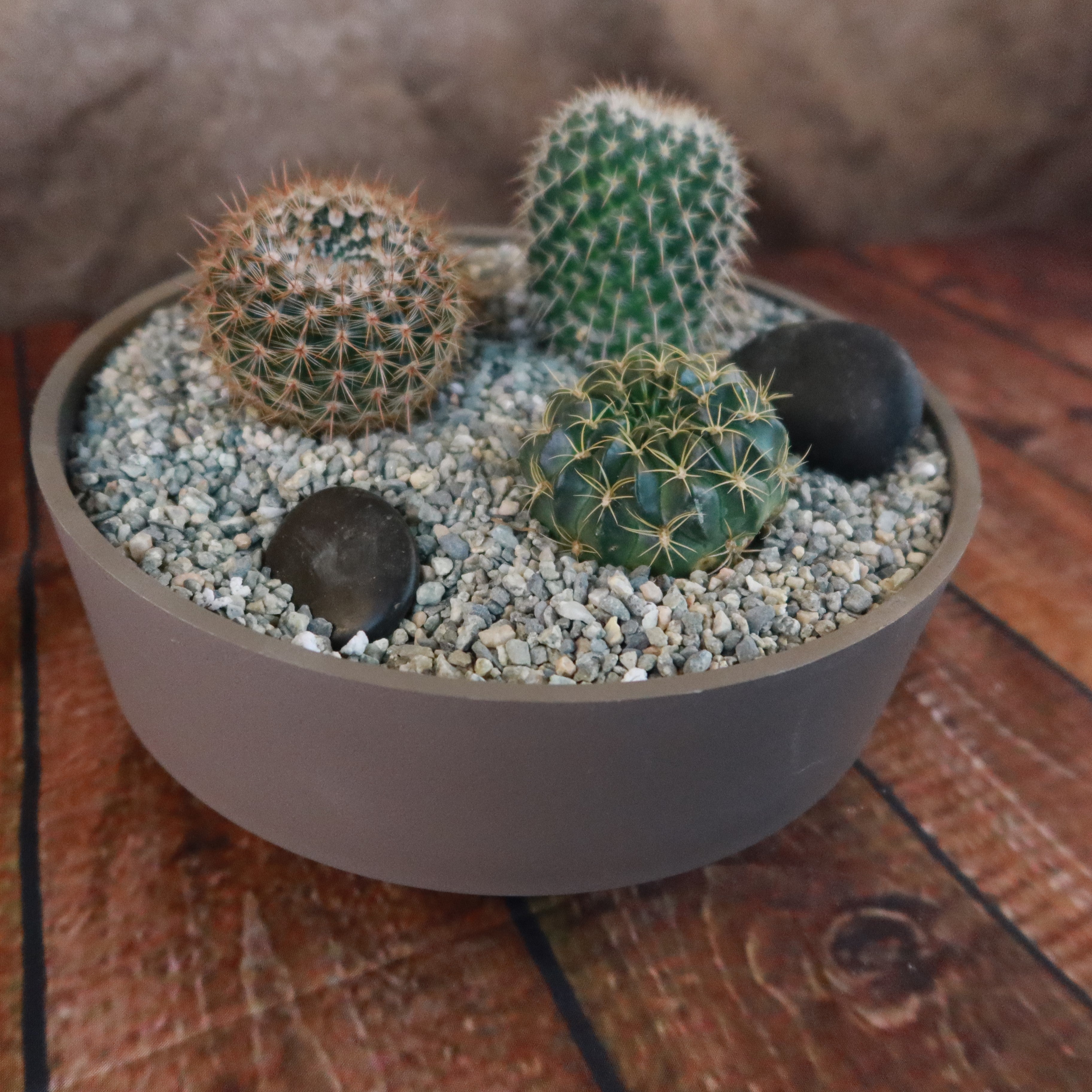 3 Cacti Taupe DIY Kit