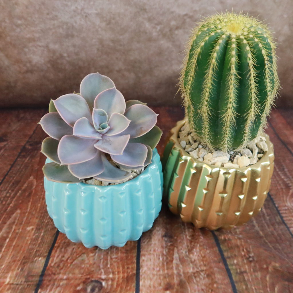 Gift Unique Ceramic Pot w/ Cactus or Succulent