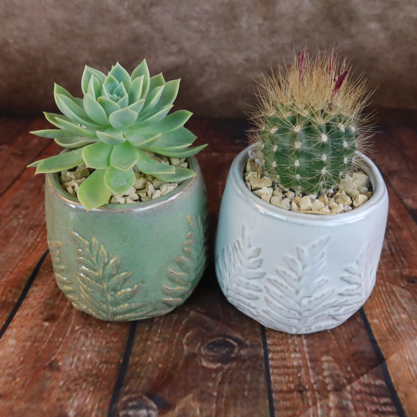 succulent that looks like a fern Gift Fern Print Glazed Pot w/ Cactus or Succulent 5" Green w/ Cactus