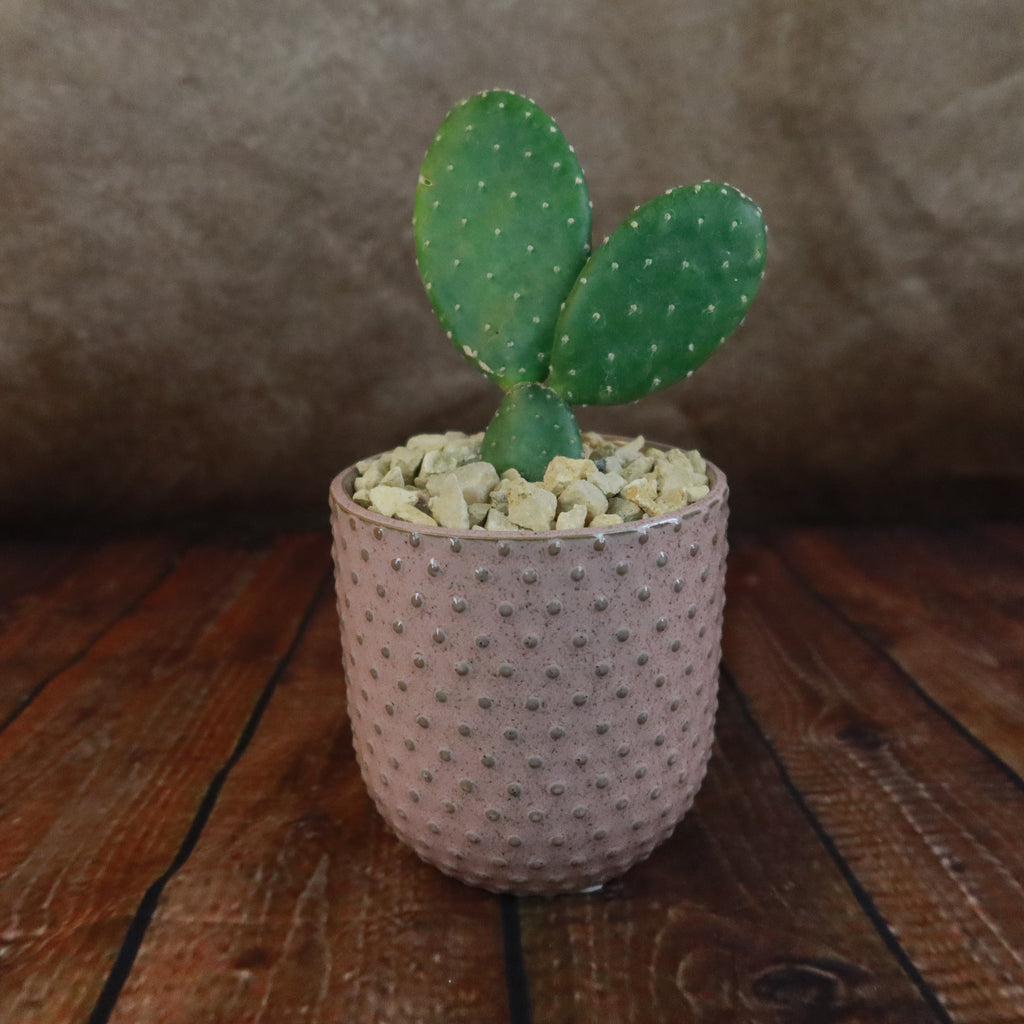 Gift Pink Ceramic Pot w/ Cactus or Succulent