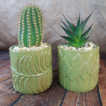 desert beauty succulent Gift Green Cylindrical Vase w/ Cactus or Succulent 3.5" Pot / Leaf Pattern w/ Succulent