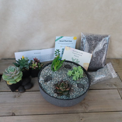 3 Succulent Concrete Capri DIY Kit