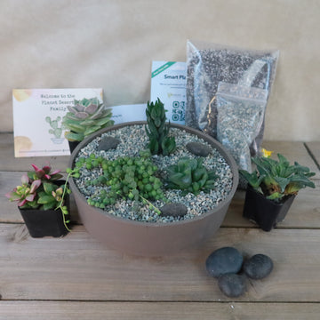 low round pots for succulents 3 Succulent Taupe DIY Kit