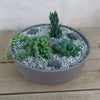 3 Succulent Taupe DIY Kit