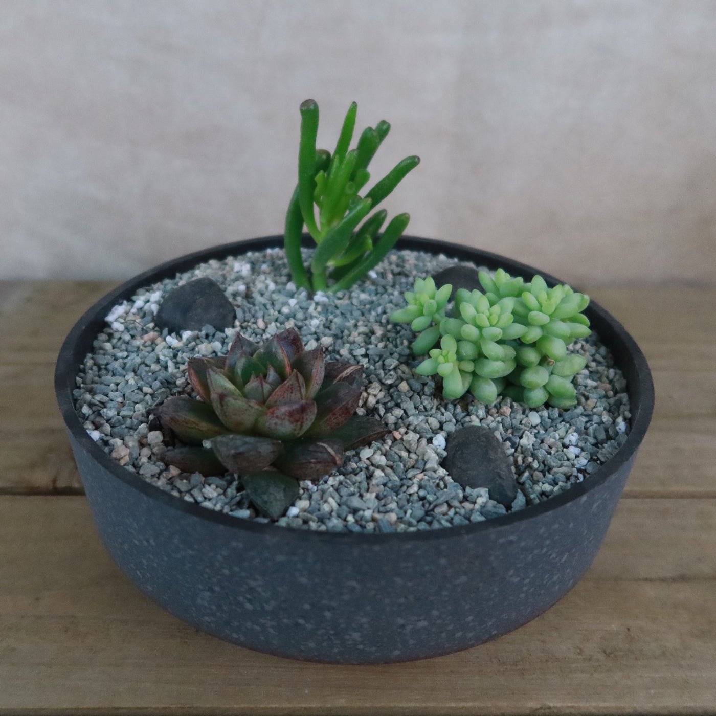 3 Succulent Concrete Capri DIY Kit