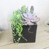 DIY Ceramic Cubed Pot w/ 4 assorted Succulents