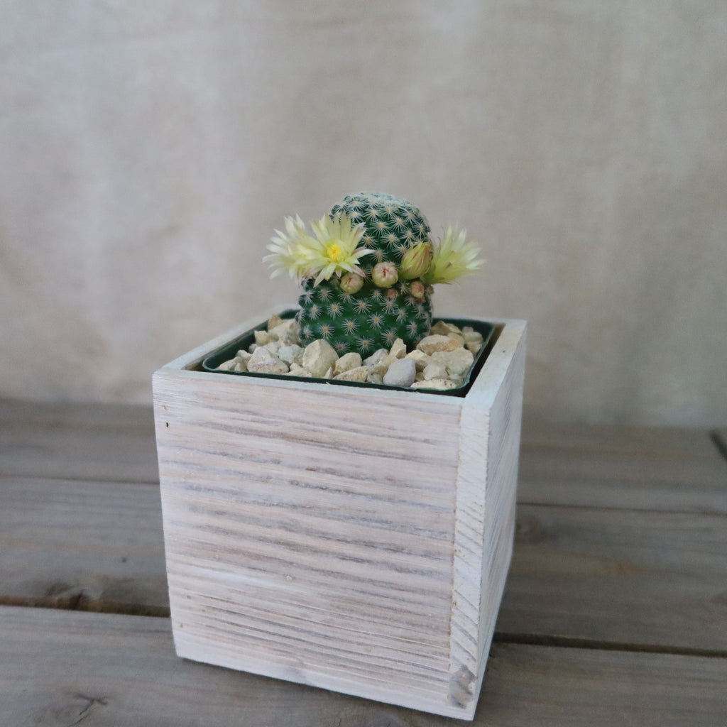 White Washed Wine Crate Box