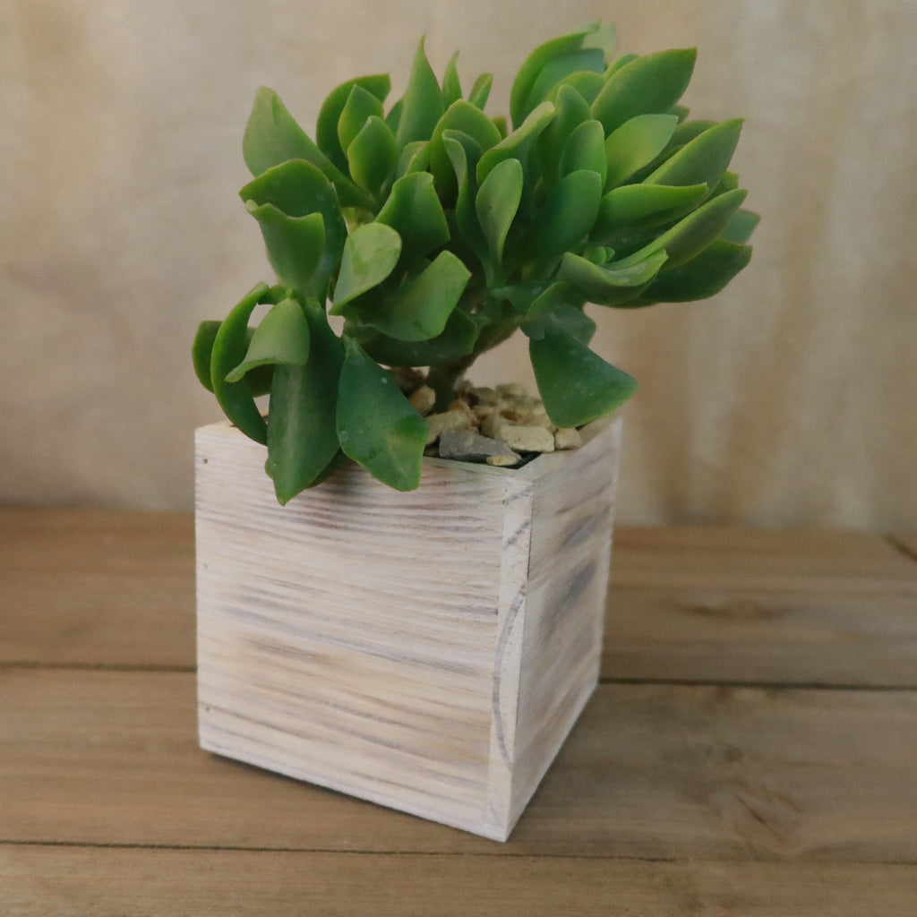 Gift White Washed Wine Crate w/ Cacti or Succulents