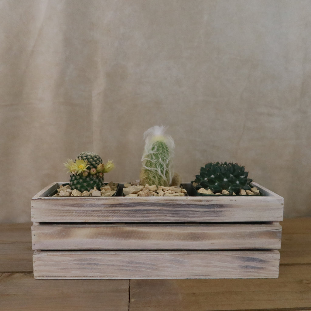 Gift White Washed Wine Crate w/ Cacti or Succulents