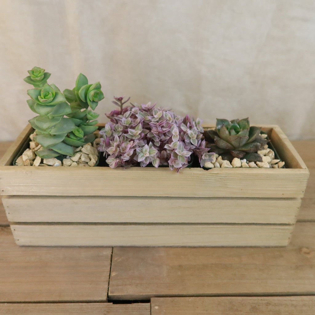 Gift Rustic Wood Crate w/ Cactus or Succulents