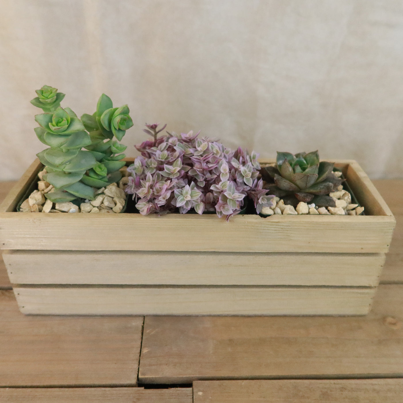 rustic succulents Gift Rustic Wood Crate w/ Cactus or Succulents 12" Box / Rectangular w/ 3 Succulents