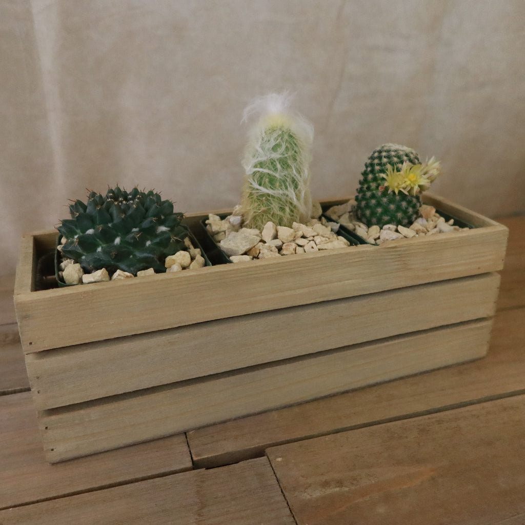 Gift Rustic Wood Crate w/ Cactus or Succulents