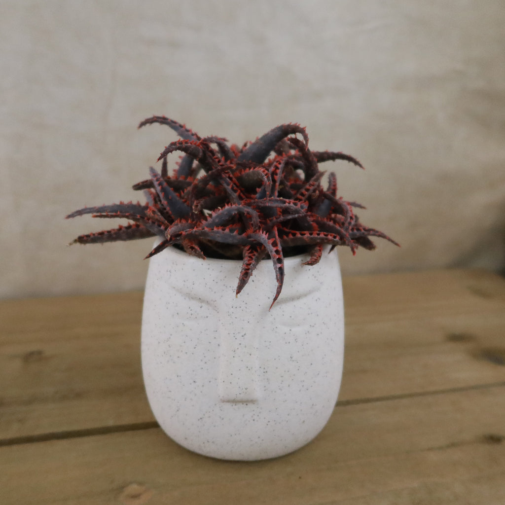 Gift Ceramic Abstract Moai Face w/ Cactus or Succulent