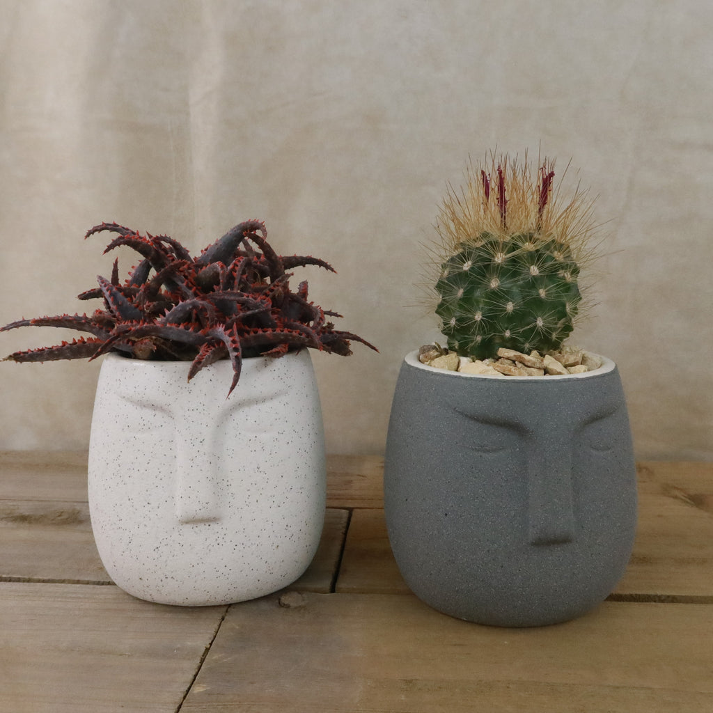 Gift Ceramic Abstract Moai Face w/ Cactus or Succulent