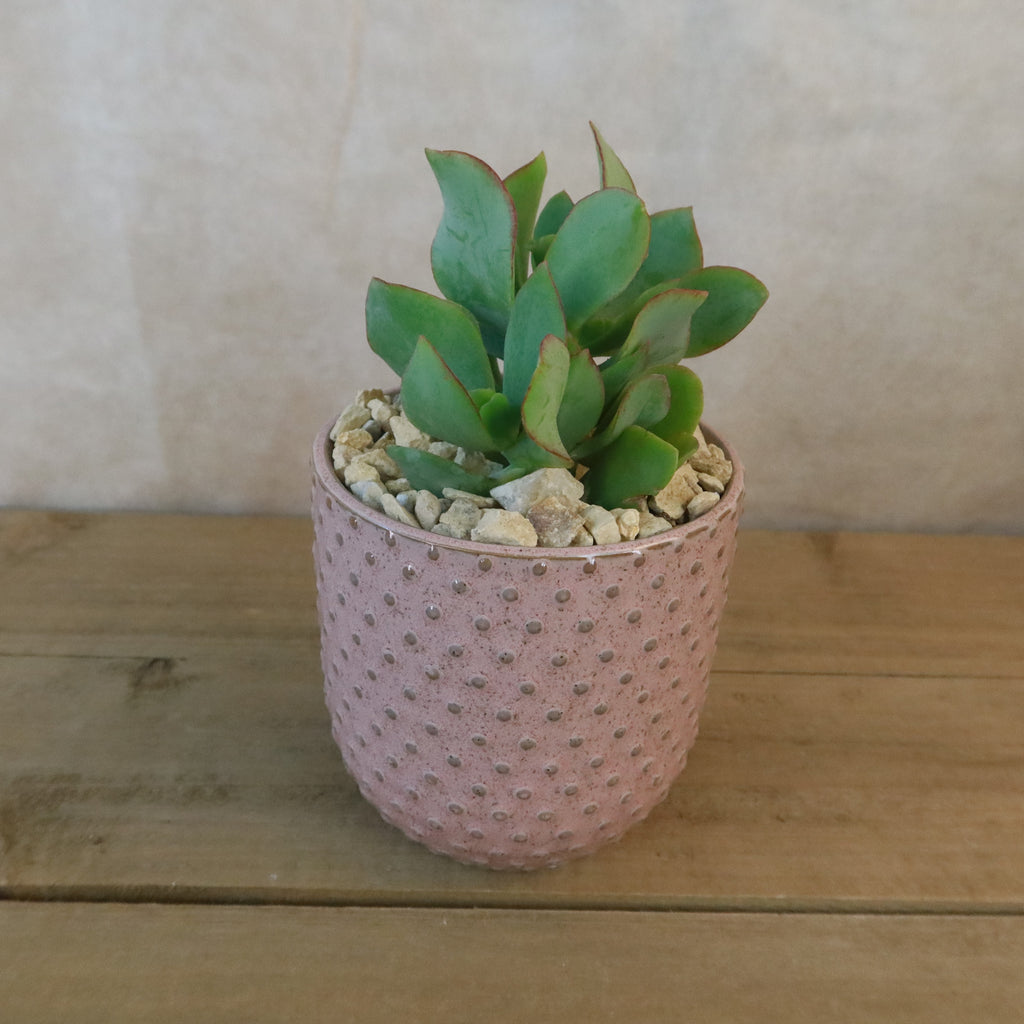 Gift Pink Ceramic Pot w/ Cactus or Succulent