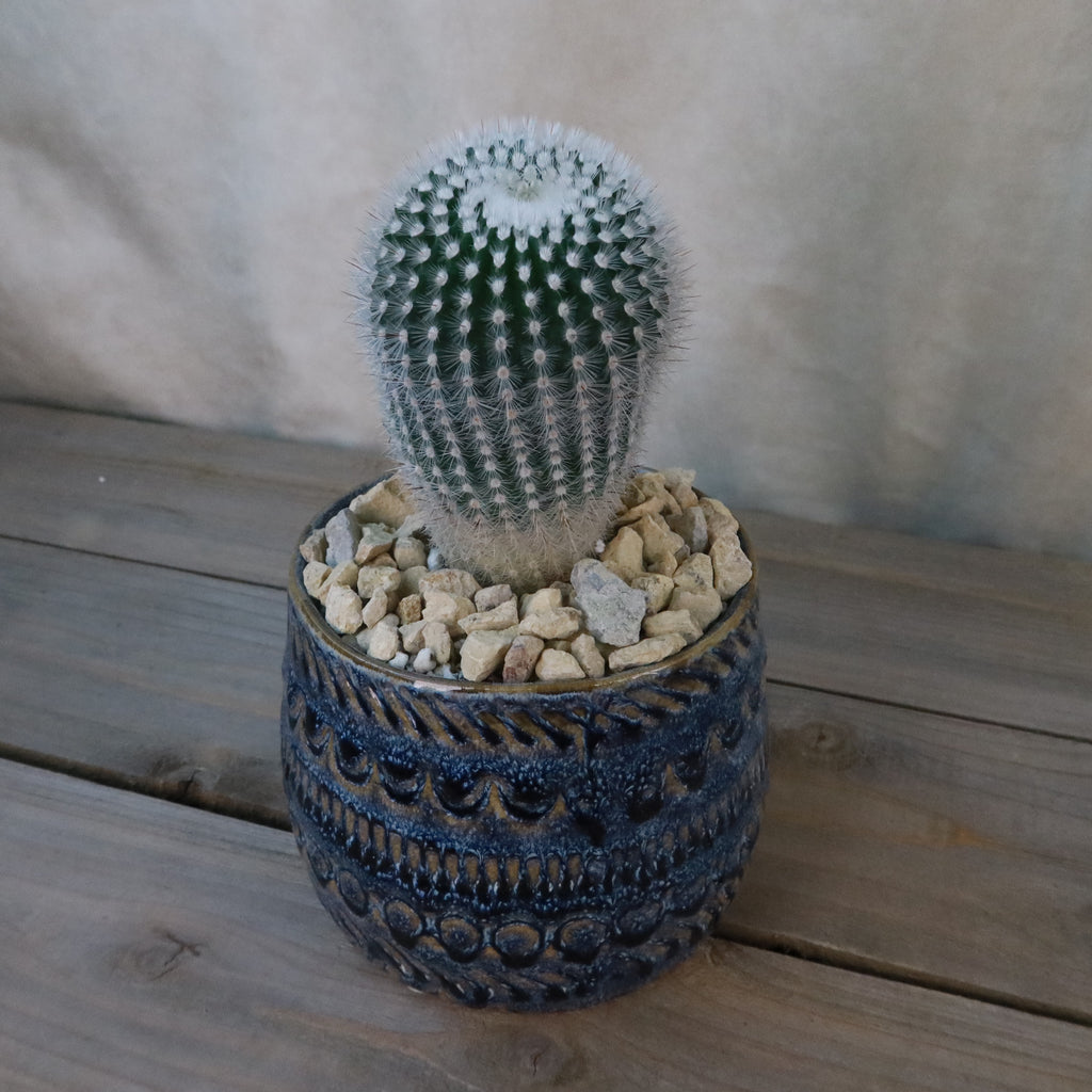 Gift Fancy Blue Pot w/ Cactus or Succulent