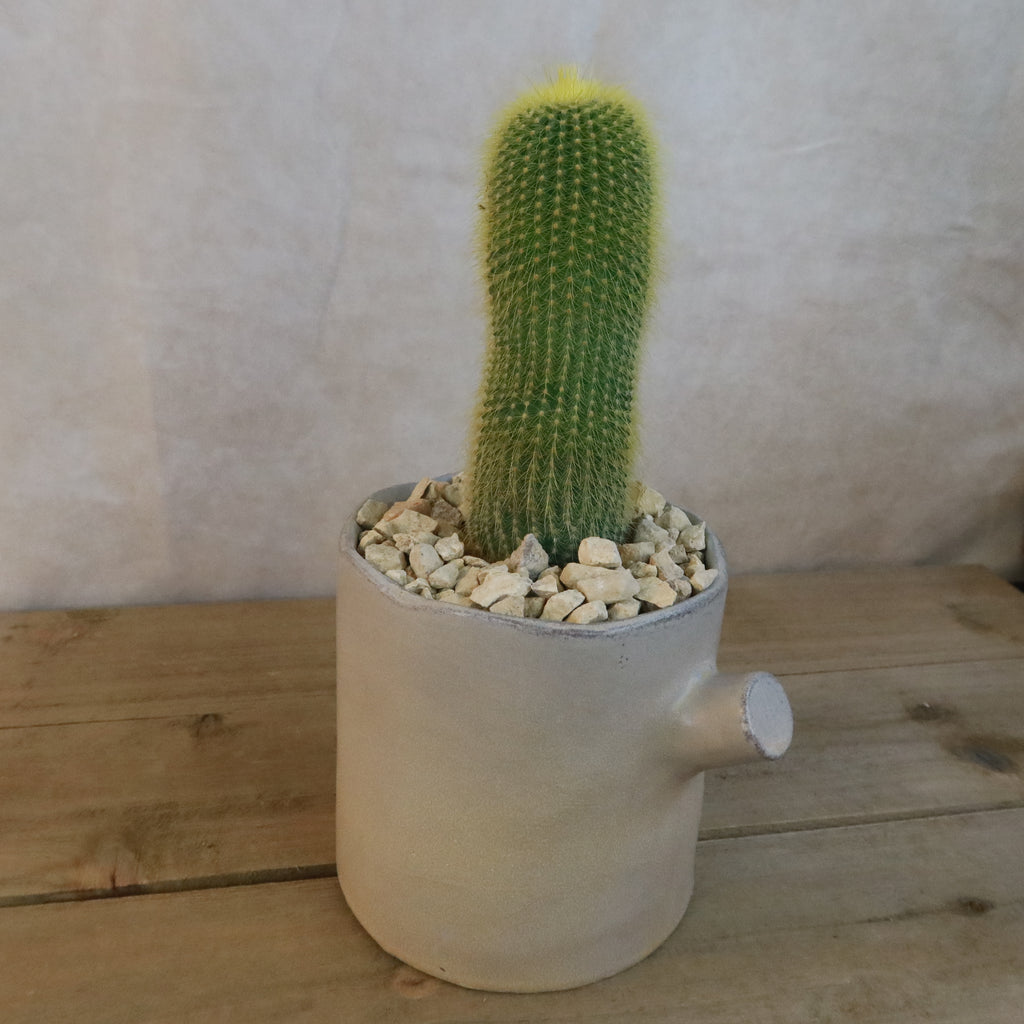 Gift Birch Tree Trunk w/ Cactus or Succulent
