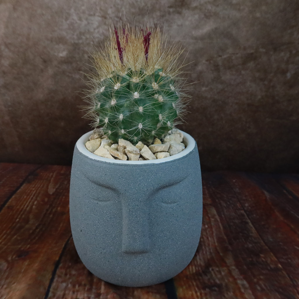 Gift Ceramic Abstract Moai Face w/ Cactus or Succulent
