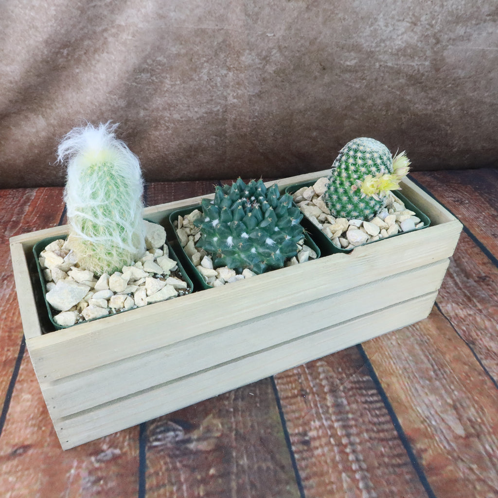 Gift Rustic Wood Crate w/ Cactus or Succulents