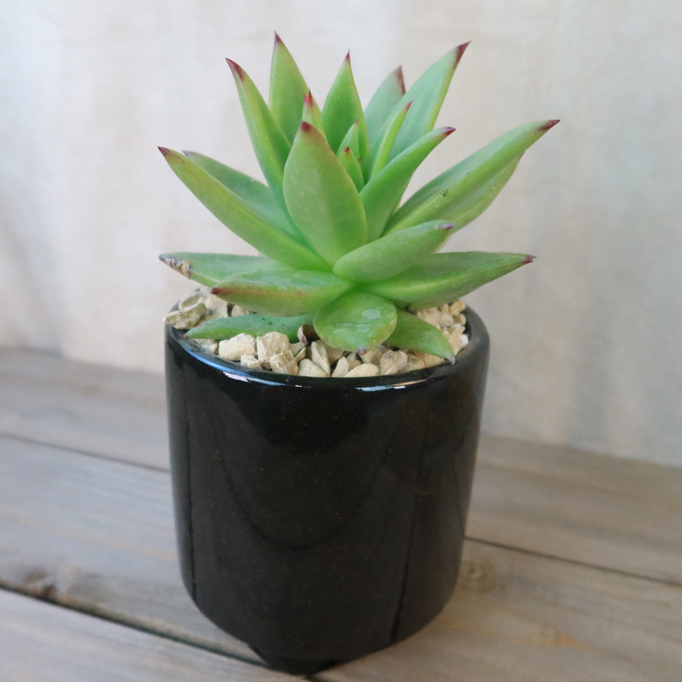 fashionable plant pots Gift Unique Cylinder Ceramic Pot w/ Cactus or Succulent 4" Black w/ Cactus