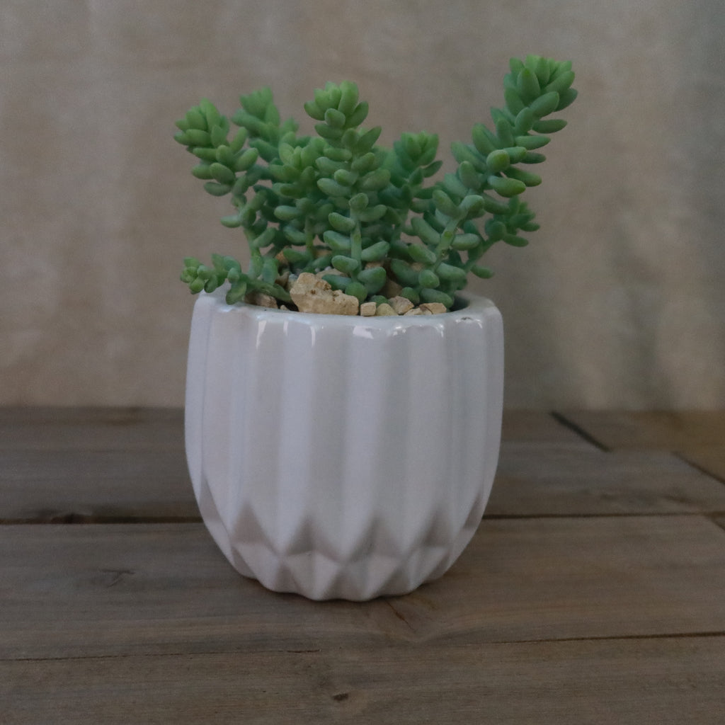 Gift Unique Modern White Pot w/ Cactus or Succulent