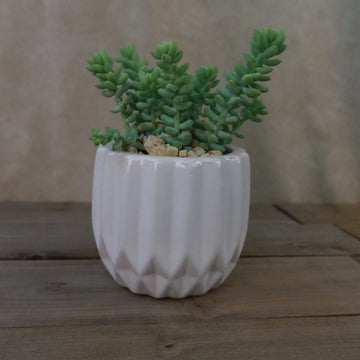 Gift Unique Modern White Pot w/ Cactus or Succulent 4
