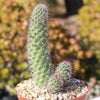 Mammillaria fraileana