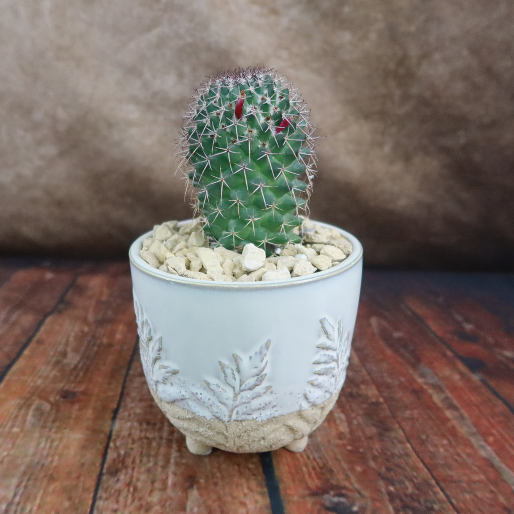 Gift Fern Print Cream & Sand two toned footed Pot w/ Cactus or Succulent