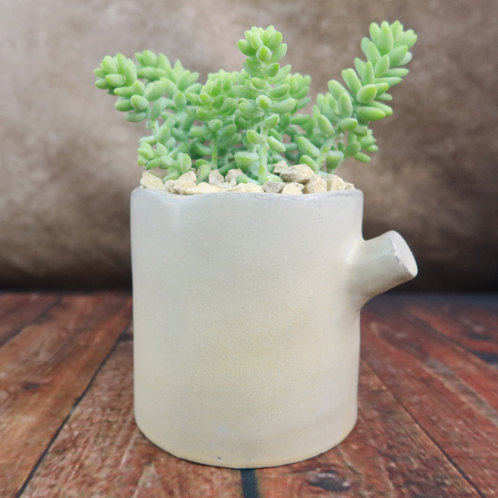 Gift Birch Tree Trunk w/ Cactus or Succulent