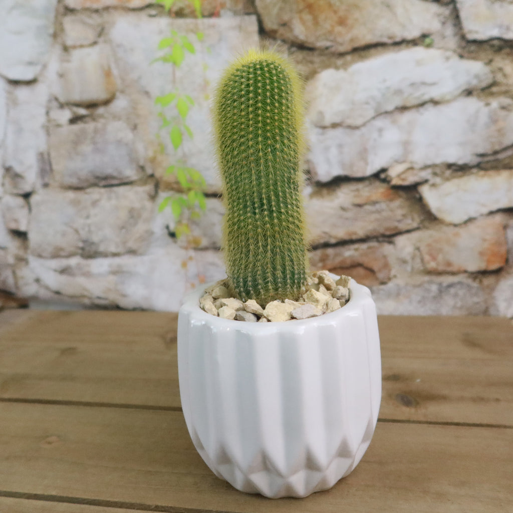 Gift Unique Modern White Pot w/ Cactus or Succulent