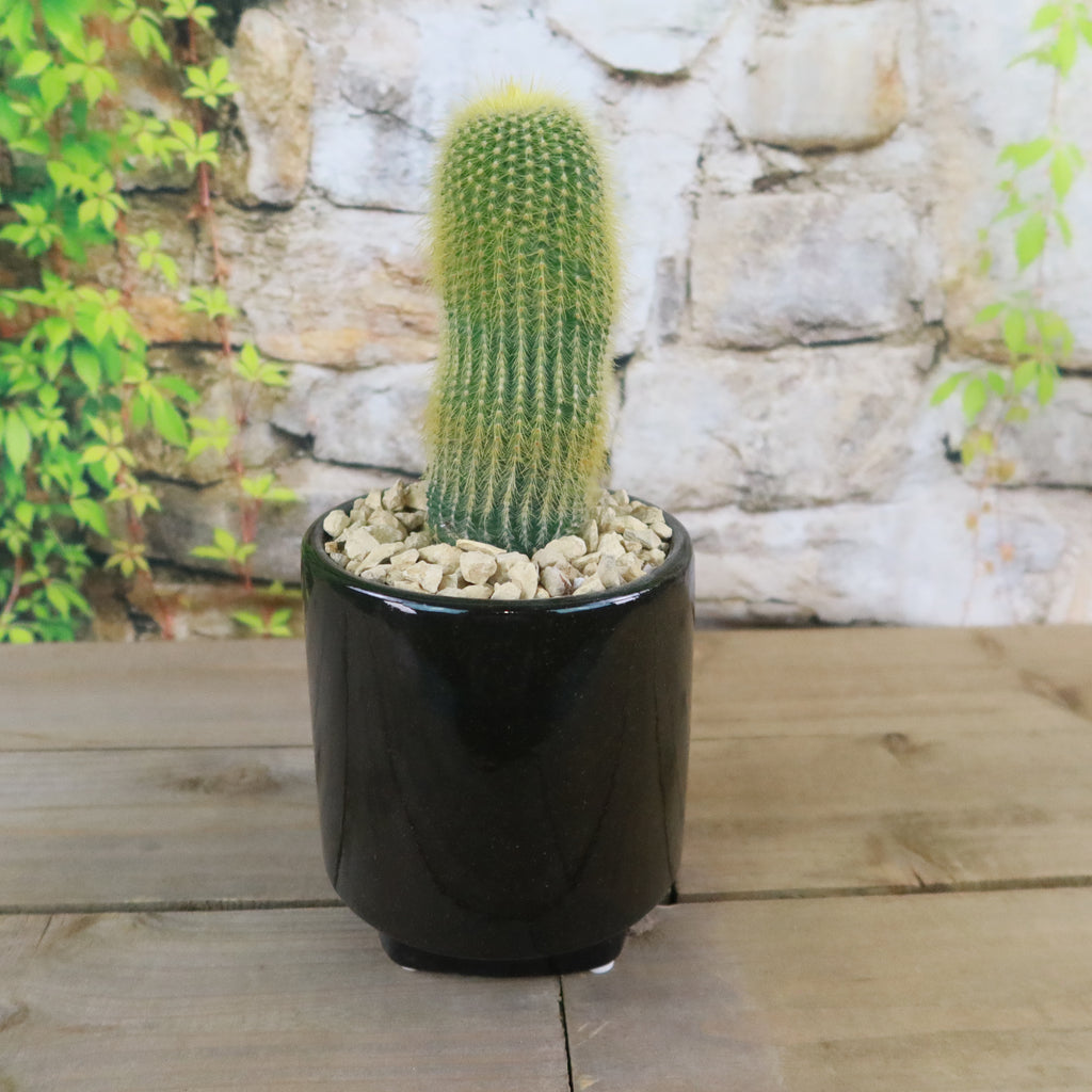 Gift Unique Cylinder Ceramic Pot w/ Cactus or Succulent
