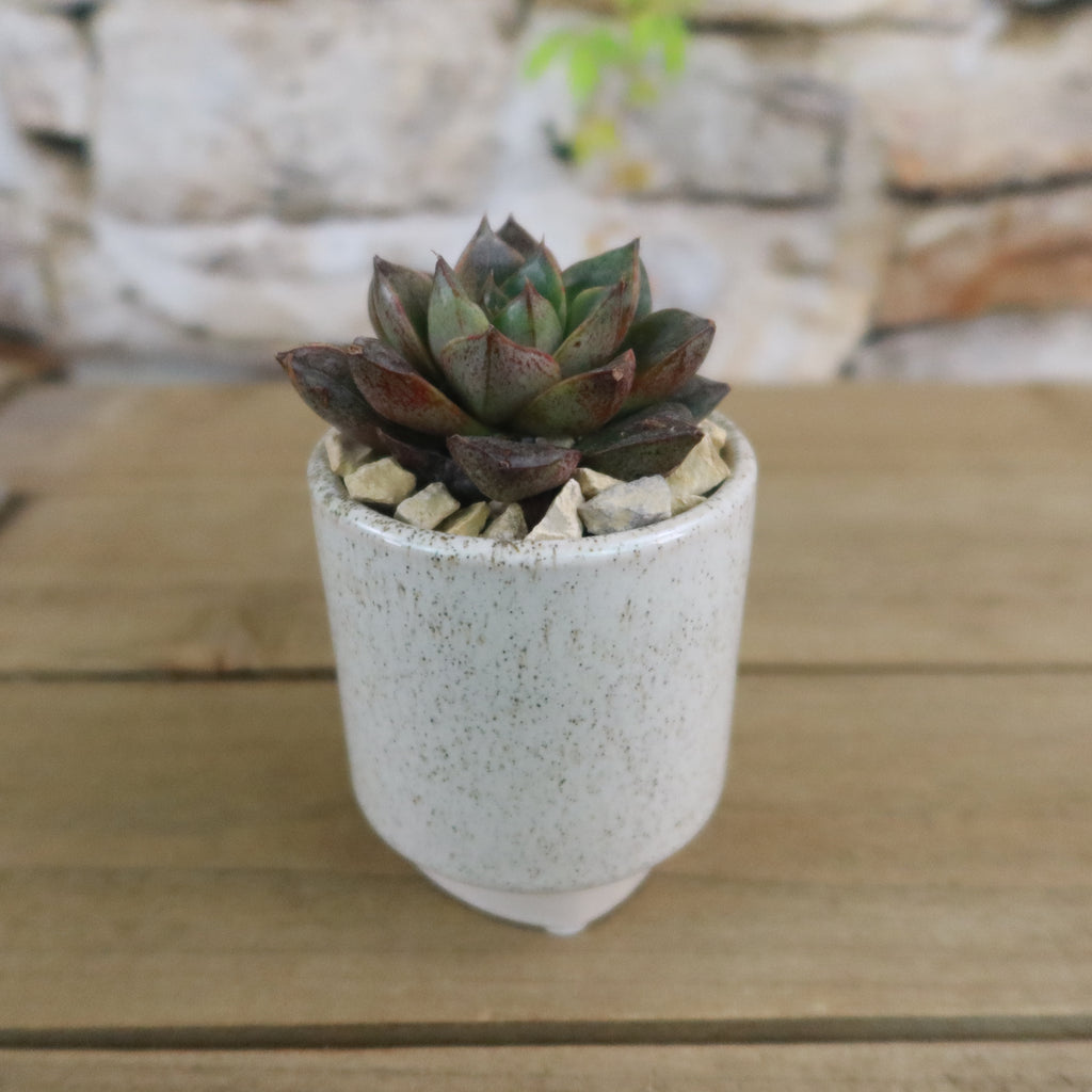 Gift Unique Cylinder Ceramic Pot w/ Cactus or Succulent