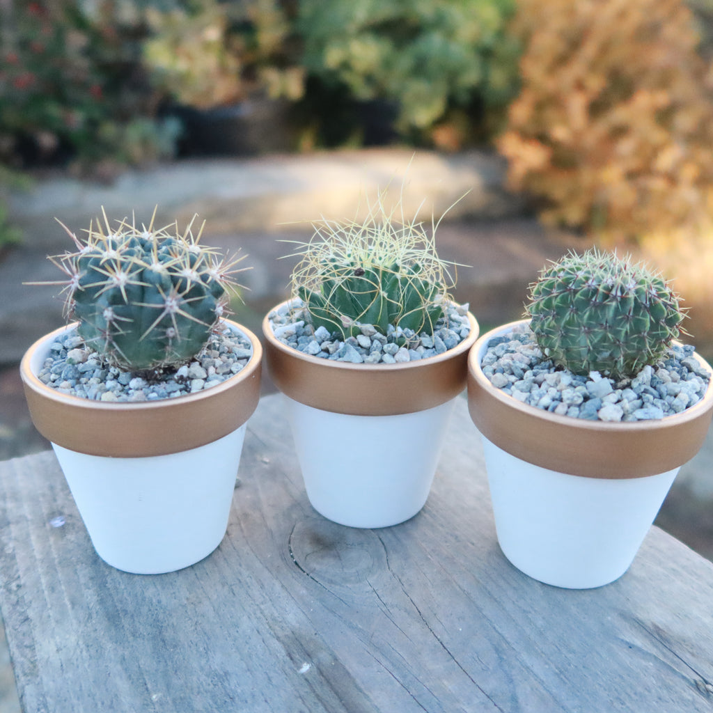 Gift Set of 3 -2" White Ceramic Pots W/ Gold Rim - Cactus or Succulents