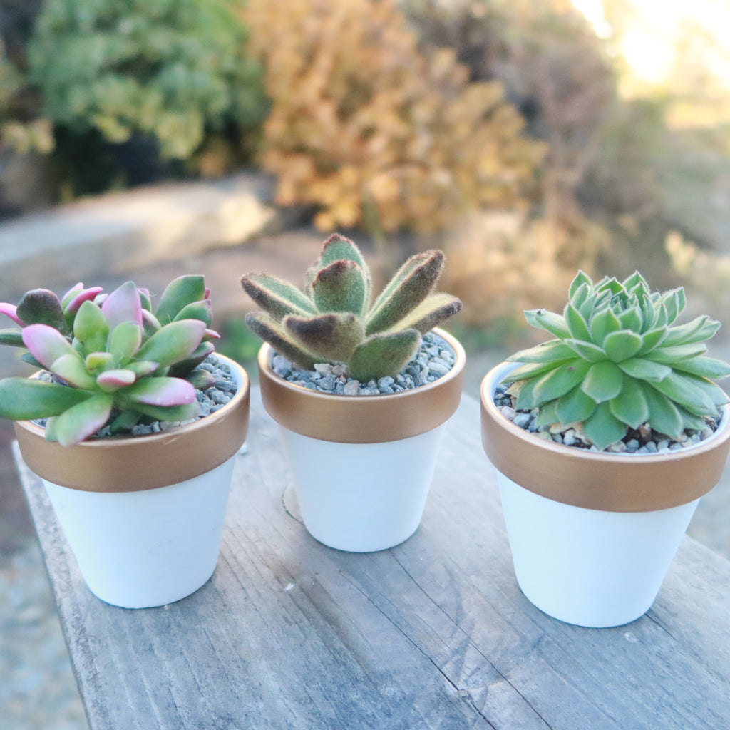 Gift Set of 3 -2" White Ceramic Pots W/ Gold Rim - Cactus or Succulents