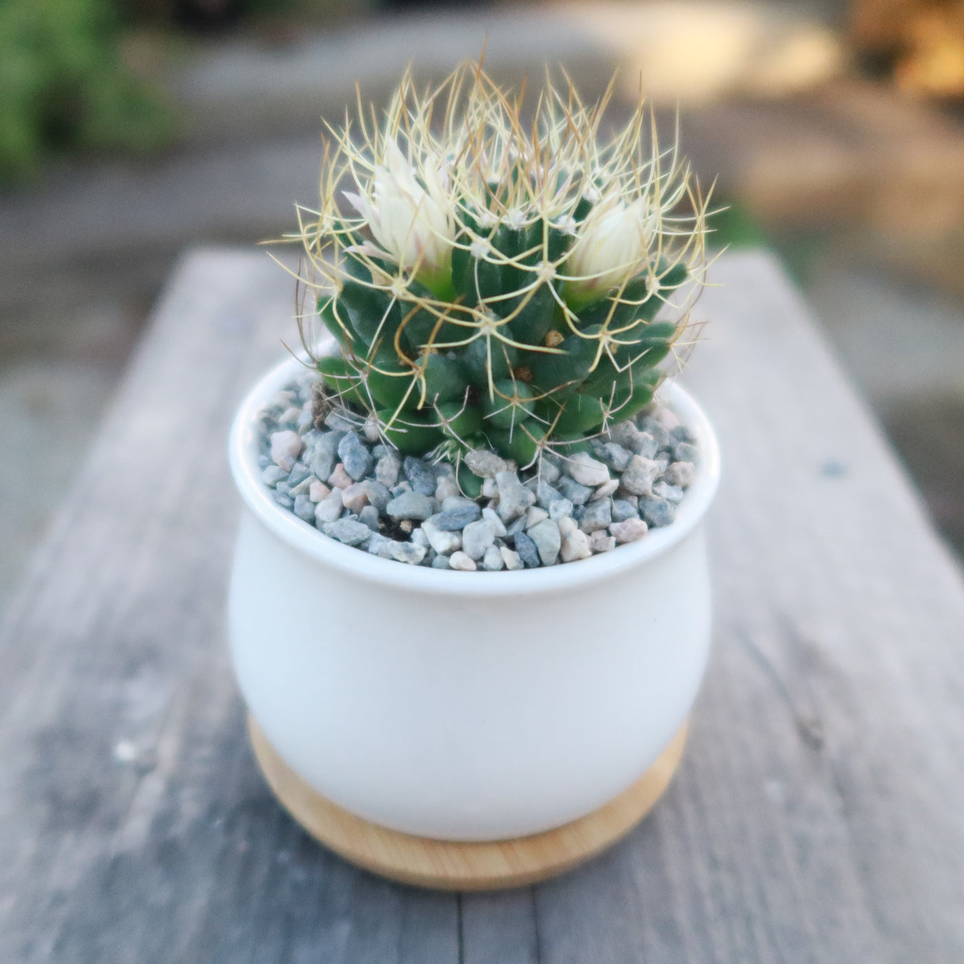 Gift Ceramic Flower Pot with Drainage and Bamboo Tray With Cactus or Succulent