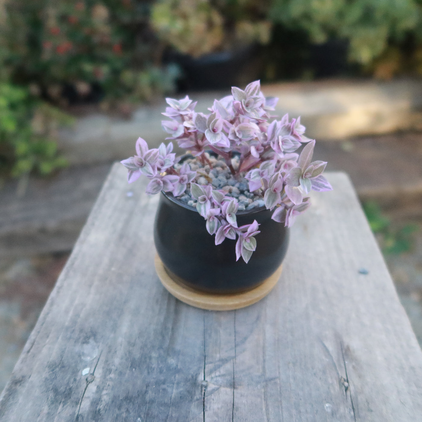 purple planter pot Ceramic Flower Pots with Drainage and Bamboo Tray