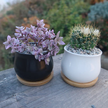 Gift Ceramic Flower Pot with Drainage and Bamboo Tray with Cactus or Succulent 2.75