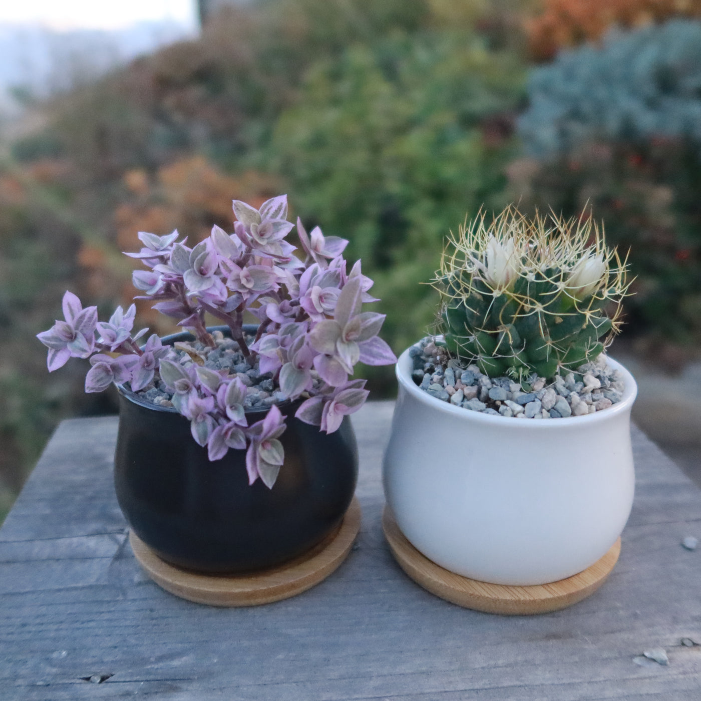 Ceramic Flower Pot with Drainage and Bamboo Tray - Ideal for Cactus and Small Planters