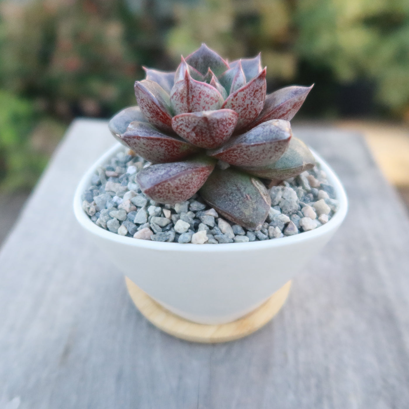 Small Ceramic Succulent Pot with Drainage and Bamboo Tray - Cactus and Flowers