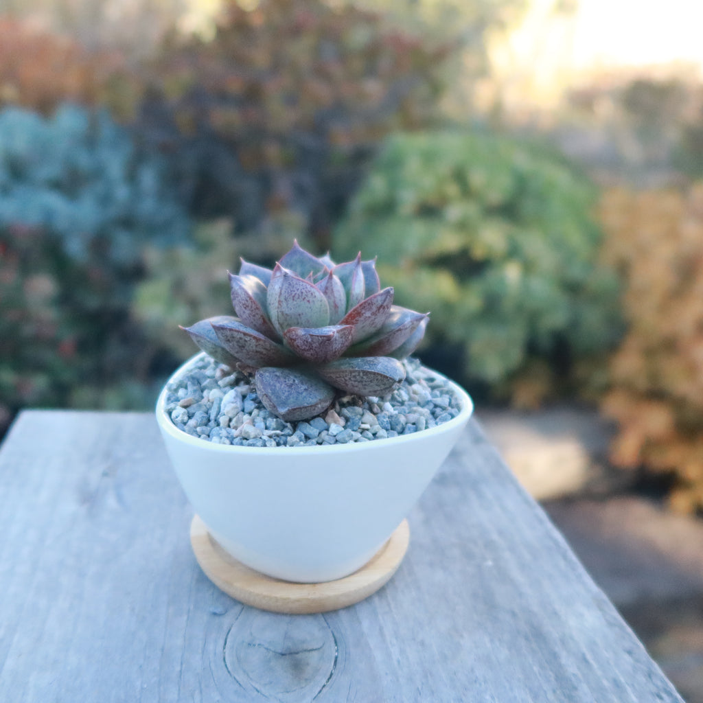 Gift Small Ceramic Succulent Pot with Drainage and Bamboo Tray- With Cactus or Succulent